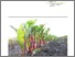 [thumbnail of BOEL_soil fertility_2012.pdf]